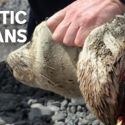 PLASTIC OCEAN, PLASTIC ANIMALS